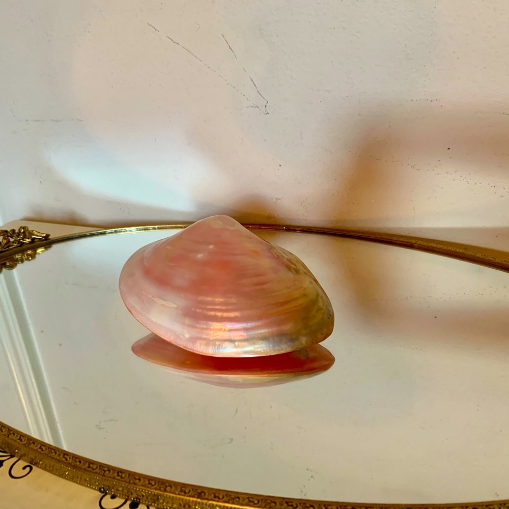 Pink sea shell - Picture 5 of 6